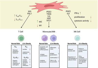 Translating MSC Therapy in the Age of Obesity